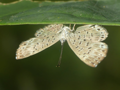 Adelotypa leucocyana