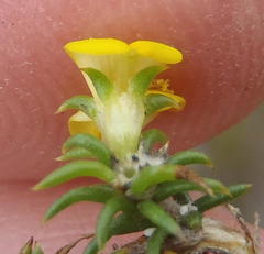 Aspalathus crassisepala