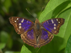 Doxocopa agathina