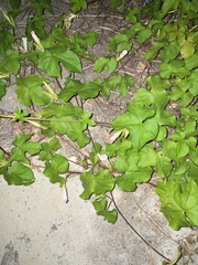 Ipomoea indica