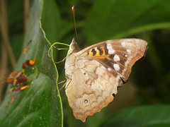 Doxocopa agathina