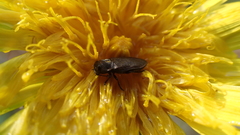 Anthaxia quadripunctata