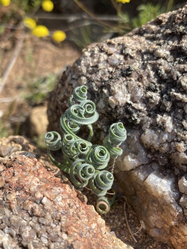 Gethyllis lanuginosa