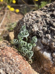 Gethyllis lanuginosa