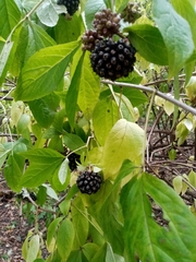 Eleutherococcus sessiliflorus