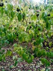 Eleutherococcus sessiliflorus