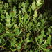 Morella quercifolia - Photo (c) Nicola van Berkel, algunos derechos reservados (CC BY-SA), uploaded by Nicola van Berkel