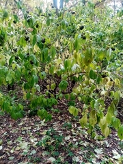 Eleutherococcus sessiliflorus