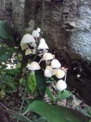 Roridomyces austrororidus