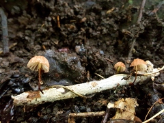 Marasmius siccus