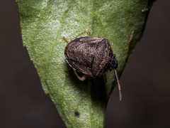 Eysarcoris