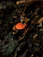 Hygrocybe