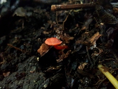 Hygrocybe