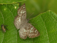 Xenophanes tryxus