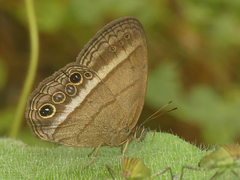 Yphthimoides maepius