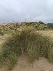 Thinopyrum distichum