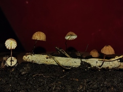 Marasmius siccus