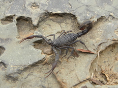Hottentotta gentili