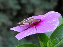 Spoladea recurvalis