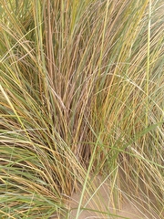 Thinopyrum distichum