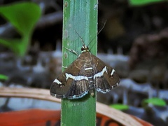 Spoladea recurvalis