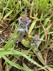 Lachenalia orchioides