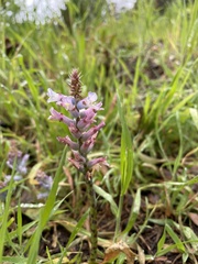 Lachenalia orchioides