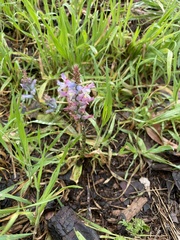 Lachenalia orchioides
