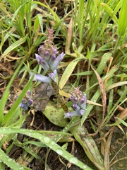 Lachenalia orchioides