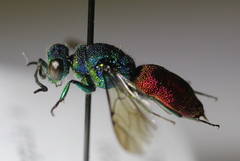 Chrysis