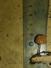 Marasmius siccus