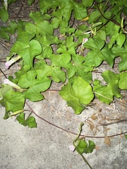 Ipomoea indica