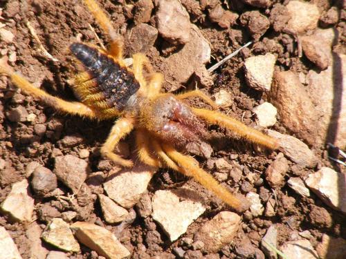 Solpugidae