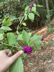 Callicarpa americana
