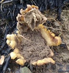 Scleroderma polyrhizum