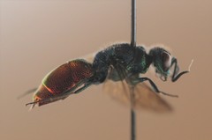 Chrysis