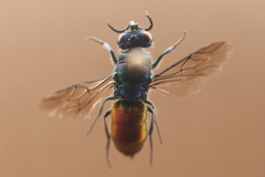 Chrysis