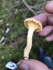 Cantharellus pallens