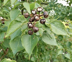 Triadica sebifera