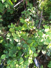 Cornus alba
