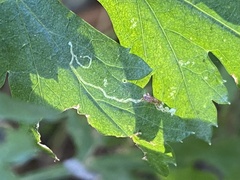 Liriomyza ptarmicae