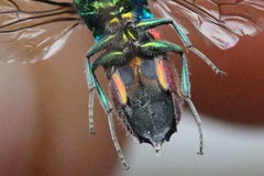 Chrysis