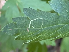 Liriomyza ptarmicae