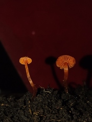 Hygrocybe
