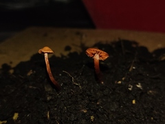 Hygrocybe