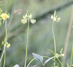 Vigna luteola