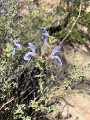 Salvia dentata