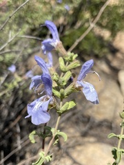 Salvia dentata