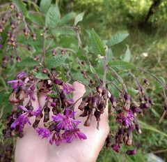 Vernonia missurica