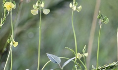 Vigna luteola